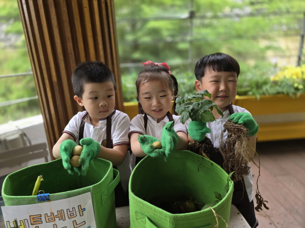 우리가 심어두었던 감자에 작은 감자들이 주렁주렁 열려있어요